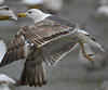 3cy graellsii LBBG in June, ringed in the Netherlands. (135385 bytes)